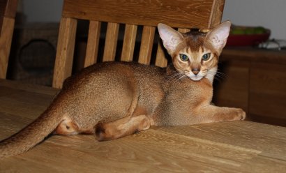Freya, Frodo, Faramir, Abessinierkittens ruddy