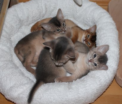 Freya, Frodo, Faramir, Abessinierkittens sorrel, fawn