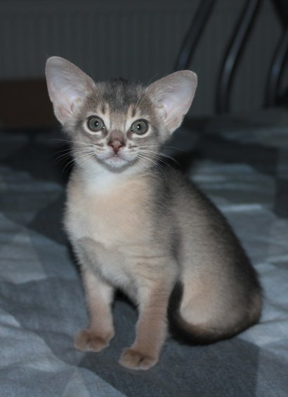 Freya, Frodo, Faramir, Abessinierkittens sorrel, fawn