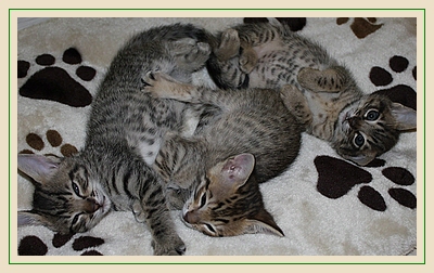 Savannahkittens