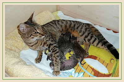 Oni mit ihren Kittens