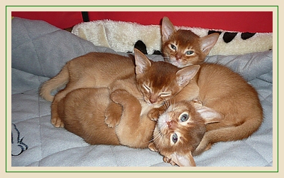 Diego, Destiny, Drago, Abessinierkittens sorrel