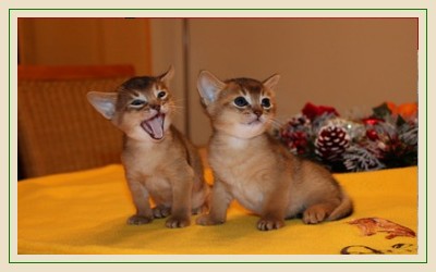 Eowyn,Etosha, Abessinierkittens ruddy