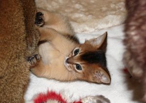 Gimli, Abessinierkittens, ruddy