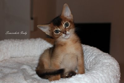 Indy, Abessinierkittens ruddy