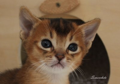 Keanu Reeves, Abessinierkittens, ruddy