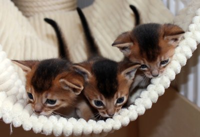 Freya, Frodo, Faramir, Abessinierkittens sorrel, fawn
