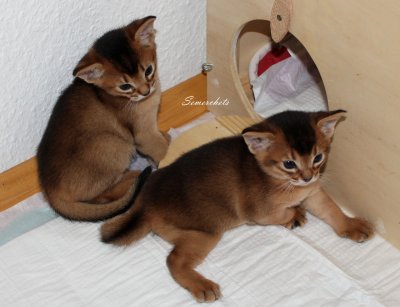 Freya, Frodo, Faramir, Abessinierkittens ruddy